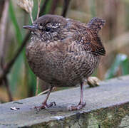 Eurasian Wren