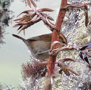 Mountain Wren