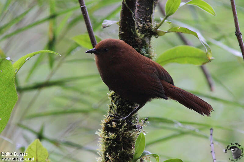 Rufous Wrenadult, identification