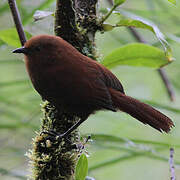 Rufous Wren