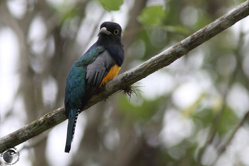 Trogon à lunettes jaunes mâle adulte, identification