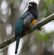 Trogon à lunettes jaunes