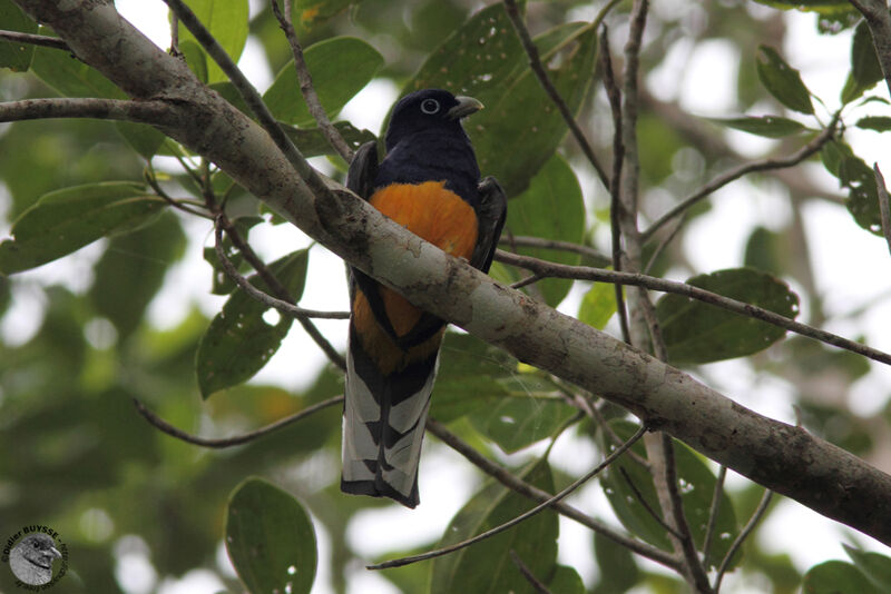 Trogon à queue blanche mâle adulte, identification