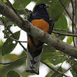 Trogon à queue blanche