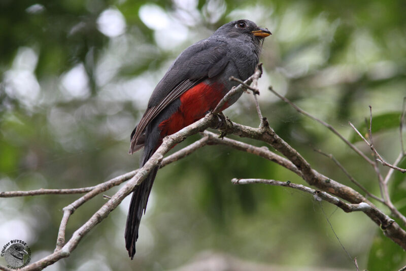 Black-tailed Trogon female adult, identification