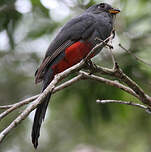 Trogon à queue noire