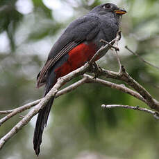 Trogon à queue noire