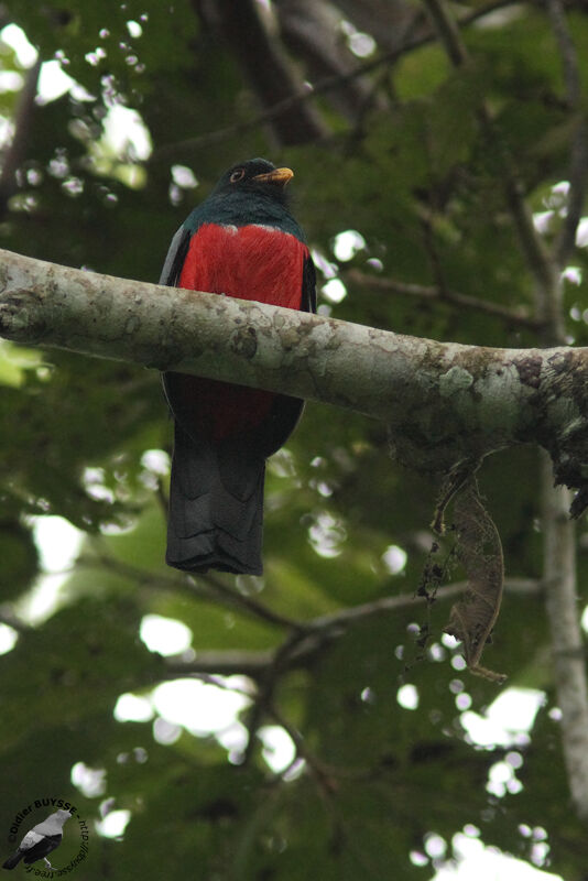 Black-tailed Trogon male adult, identification