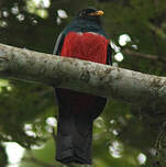 Trogon à queue noire