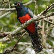 Blue-crowned Trogon