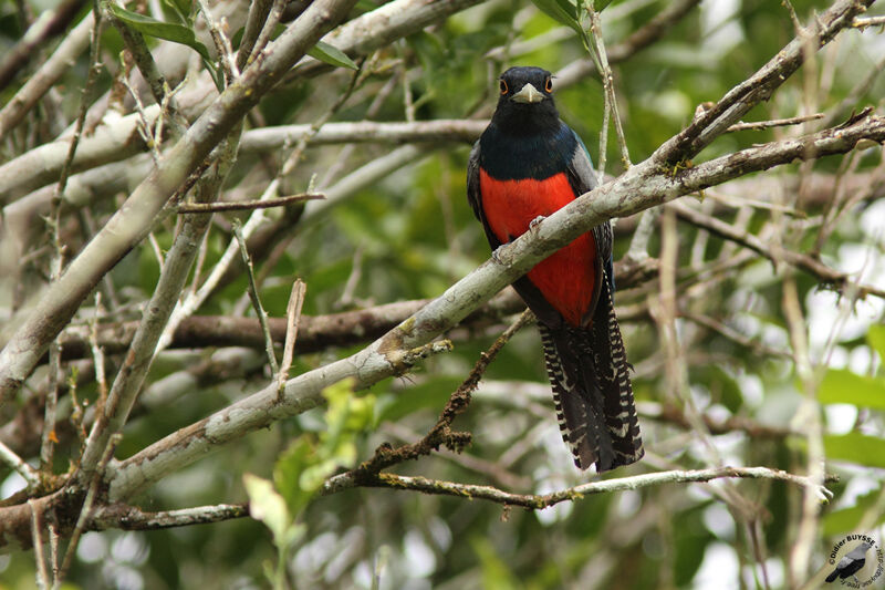 Trogon couroucou mâle adulte, identification