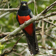 Blue-crowned Trogon