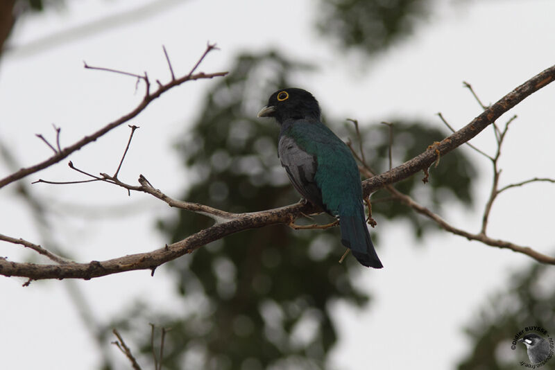 Trogon d'Amazonie mâle adulte, identification