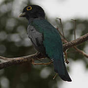 Amazonian Trogon