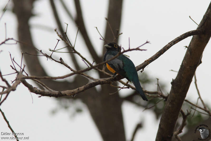 Trogon d'Amazonie mâle adulte, identification