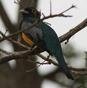 Amazonian Trogon