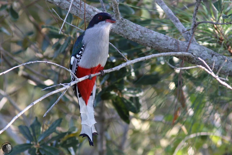 Trogon de Cubaadulte, identification