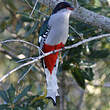 Trogon de Cuba