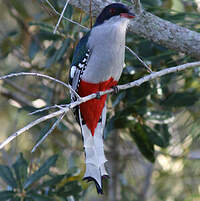 Trogon de Cuba