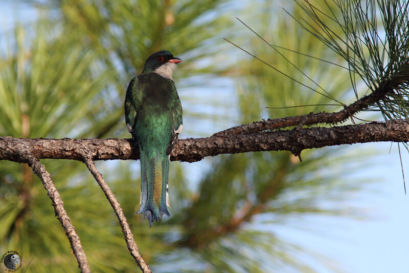 Trogon de Cubaadulte, identification