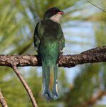 Trogon de Cuba