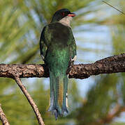 Cuban Trogon