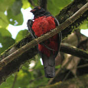 Slaty-tailed Trogon