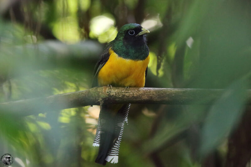 Atlantic Black-throated Trogon male adult, identification