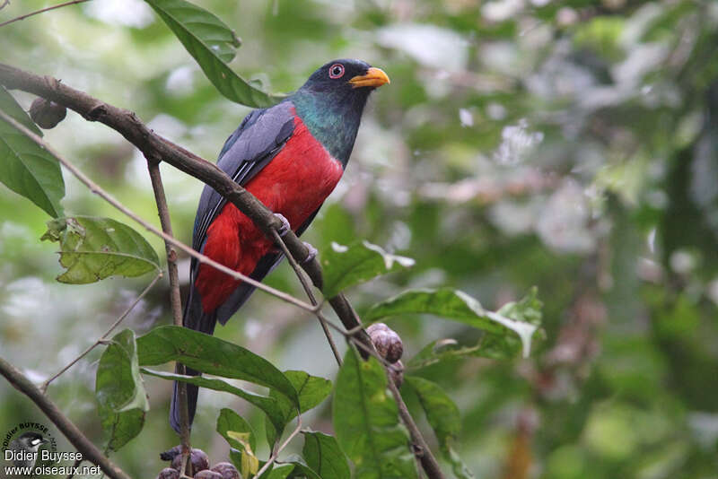 Ecuadorian Trogon male adult, identification