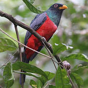 Ecuadorian Trogon