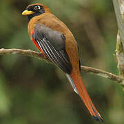 Trogon masqué