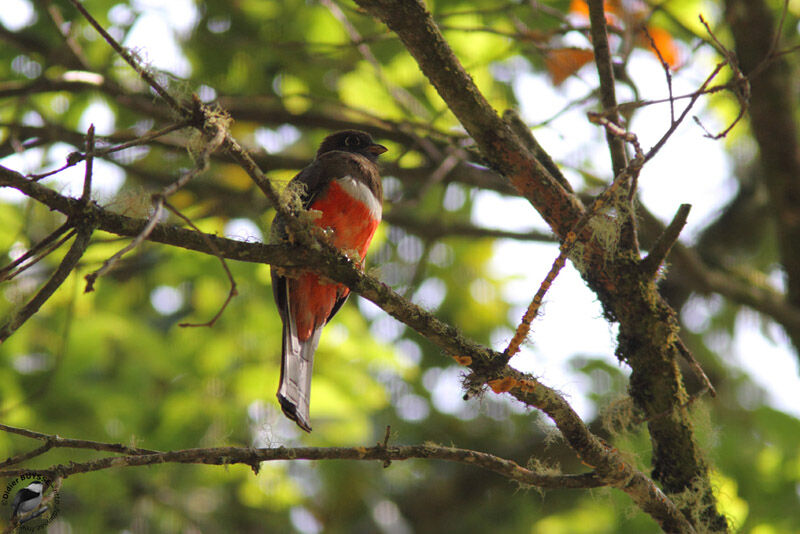 Collared Trogon female adult, identification