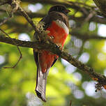 Trogon rosalba