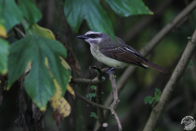 Golden-crowned Flycatcheradult, identification