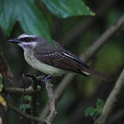 Golden-crowned Flycatcher