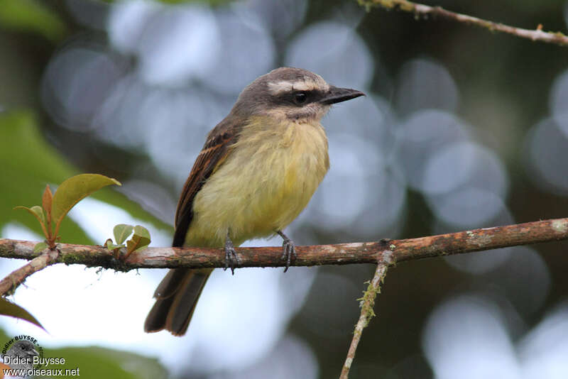 Golden-crowned Flycatcheradult, identification