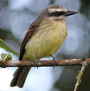 Golden-crowned Flycatcher