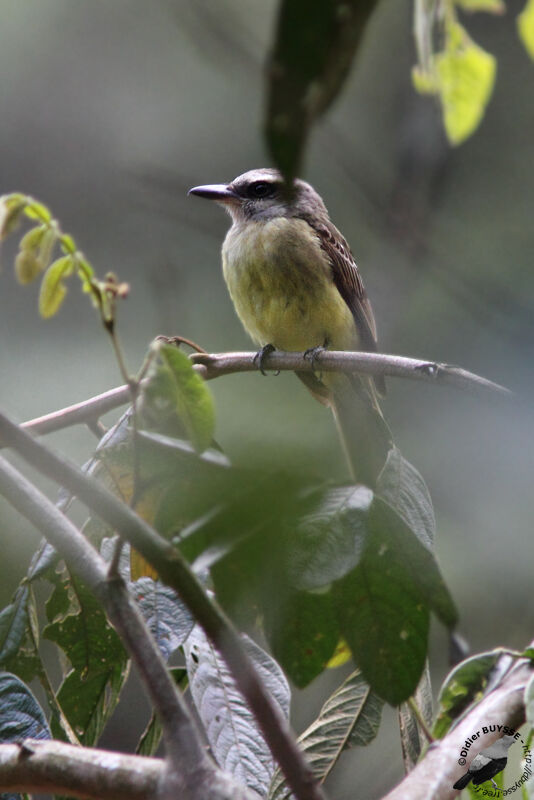 Golden-crowned Flycatcheradult, identification