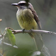 Golden-crowned Flycatcher