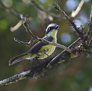 Three-striped Flycatcher