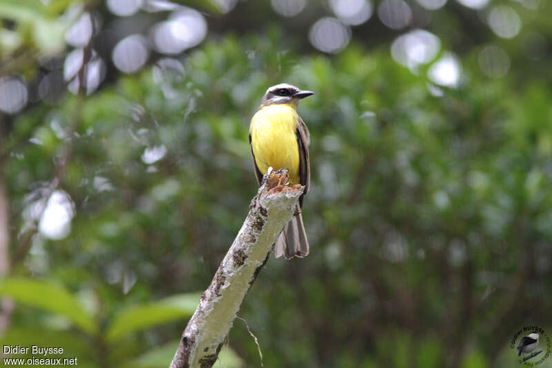 Golden-bellied Flycatcheradult