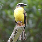 Golden-bellied Flycatcher