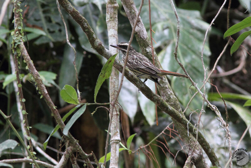 Streaked Flycatcheradult, identification