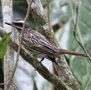 Streaked Flycatcher