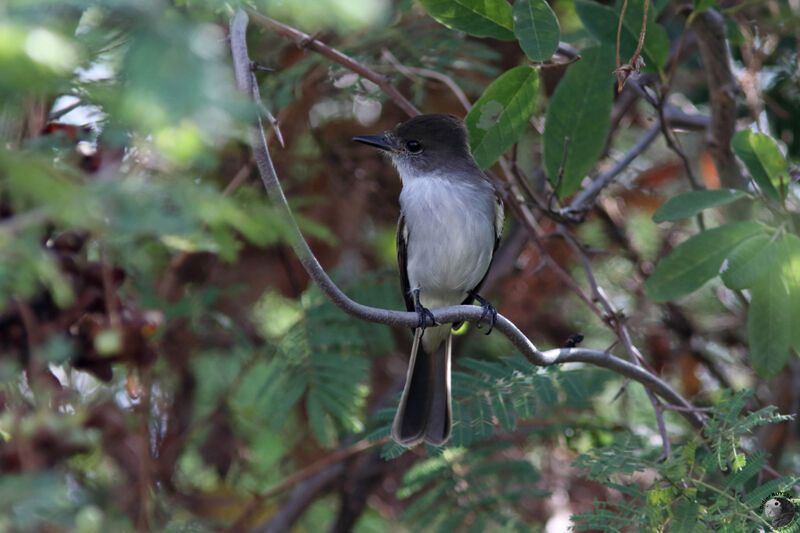 La Sagra's Flycatcheradult, identification