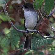 La Sagra's Flycatcher