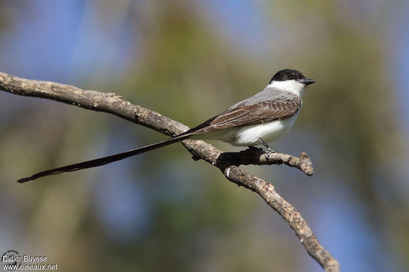 Fork-tailed Flycatcheradult, identification