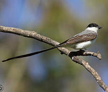 Fork-tailed Flycatcher