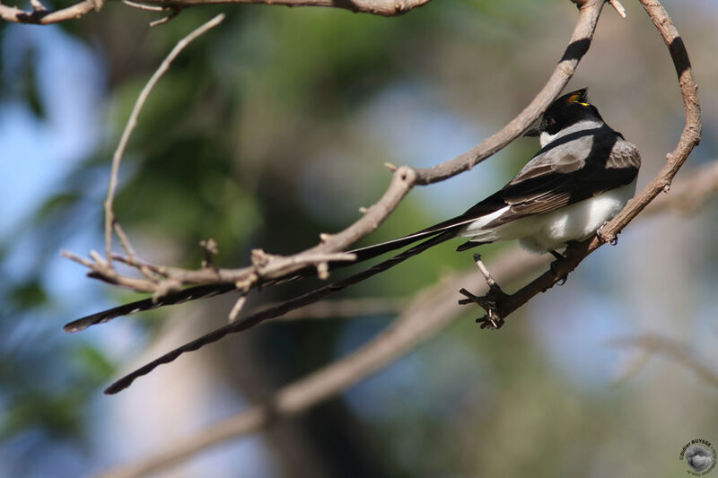 Fork-tailed Flycatcheradult breeding, identification