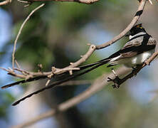 Fork-tailed Flycatcher